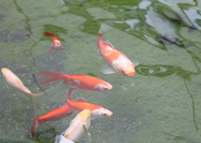 Western Im Forum Muelheim Mülheim an der Ruhr